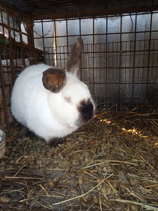 Продам парованых самак