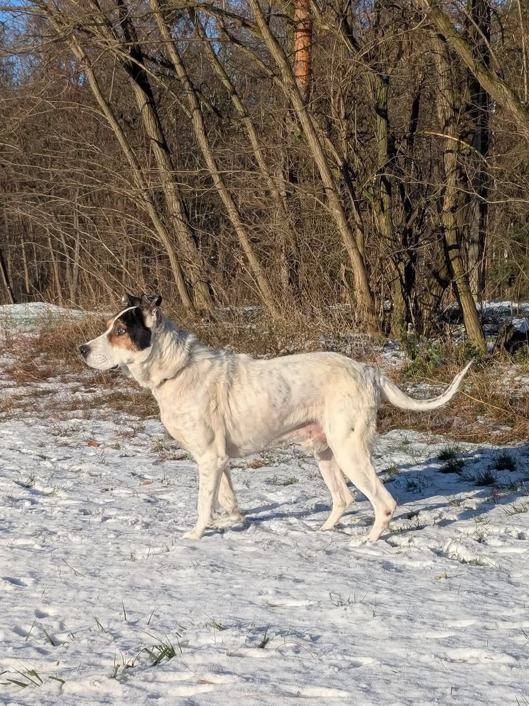 Kto podaruje Dom starszemu psiakowi? On tak samo kocha!
