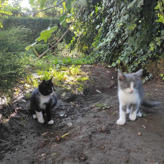 Кошеня котик в хороші руки