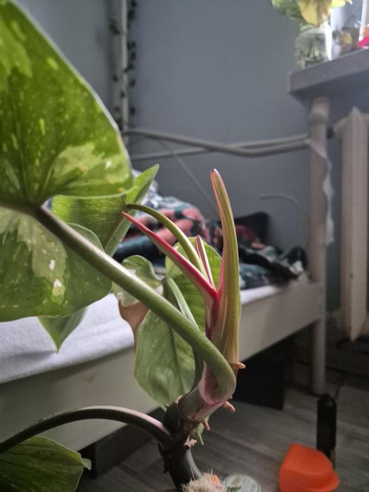 Philodendron white princess x pink princess