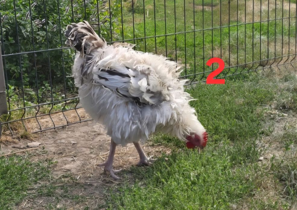 Kogut, kurczaki z własnego chowu