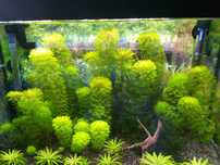 limnophila aquatica tanio możliwość wysyłki