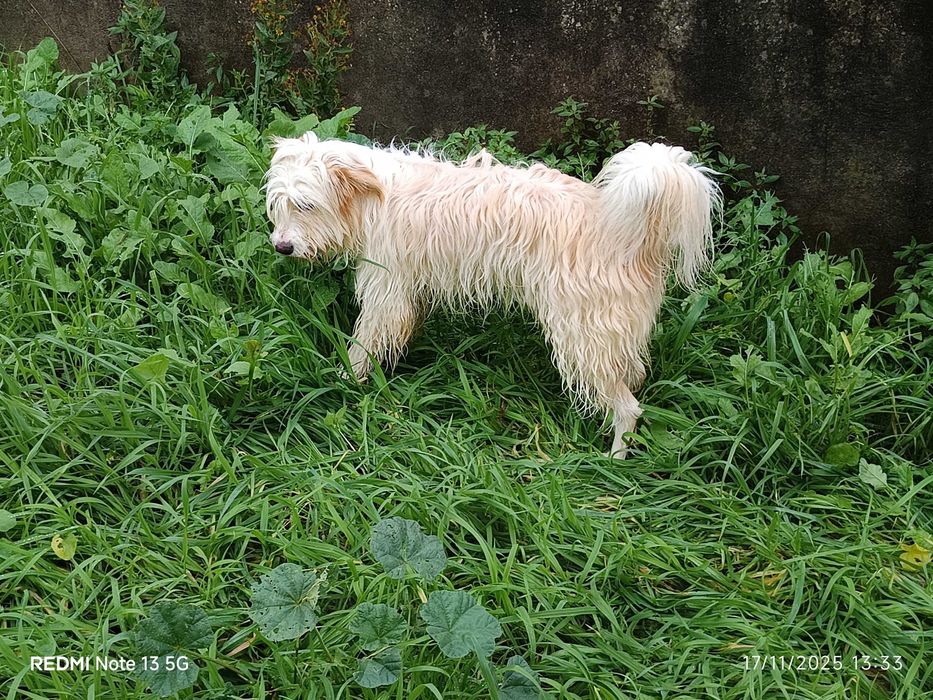 Cadelinha a fazer um ano procura nova família