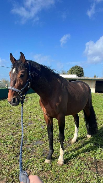 Poldro Lusitano X Hannoveriano