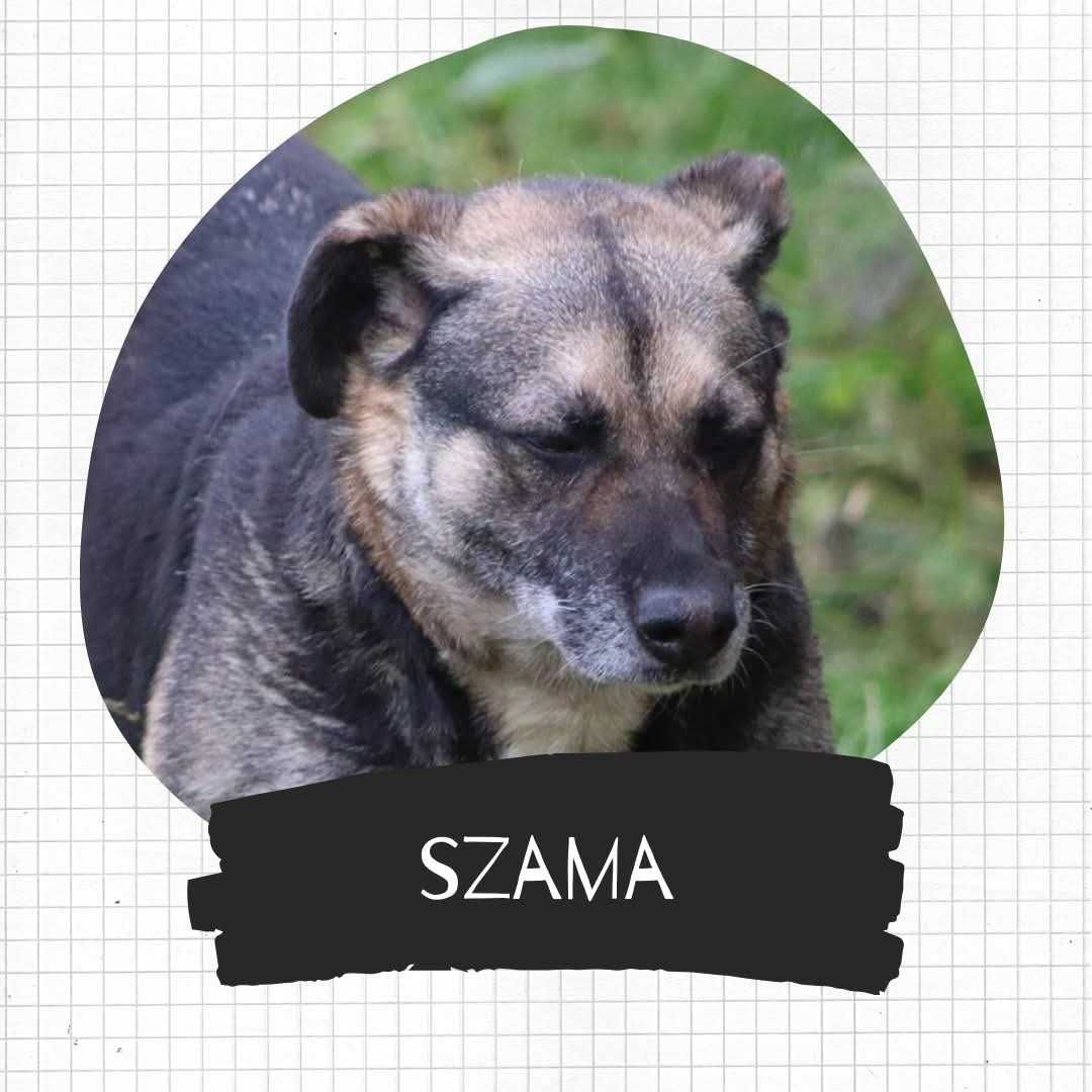 Szaama szuka swojego czlowieka