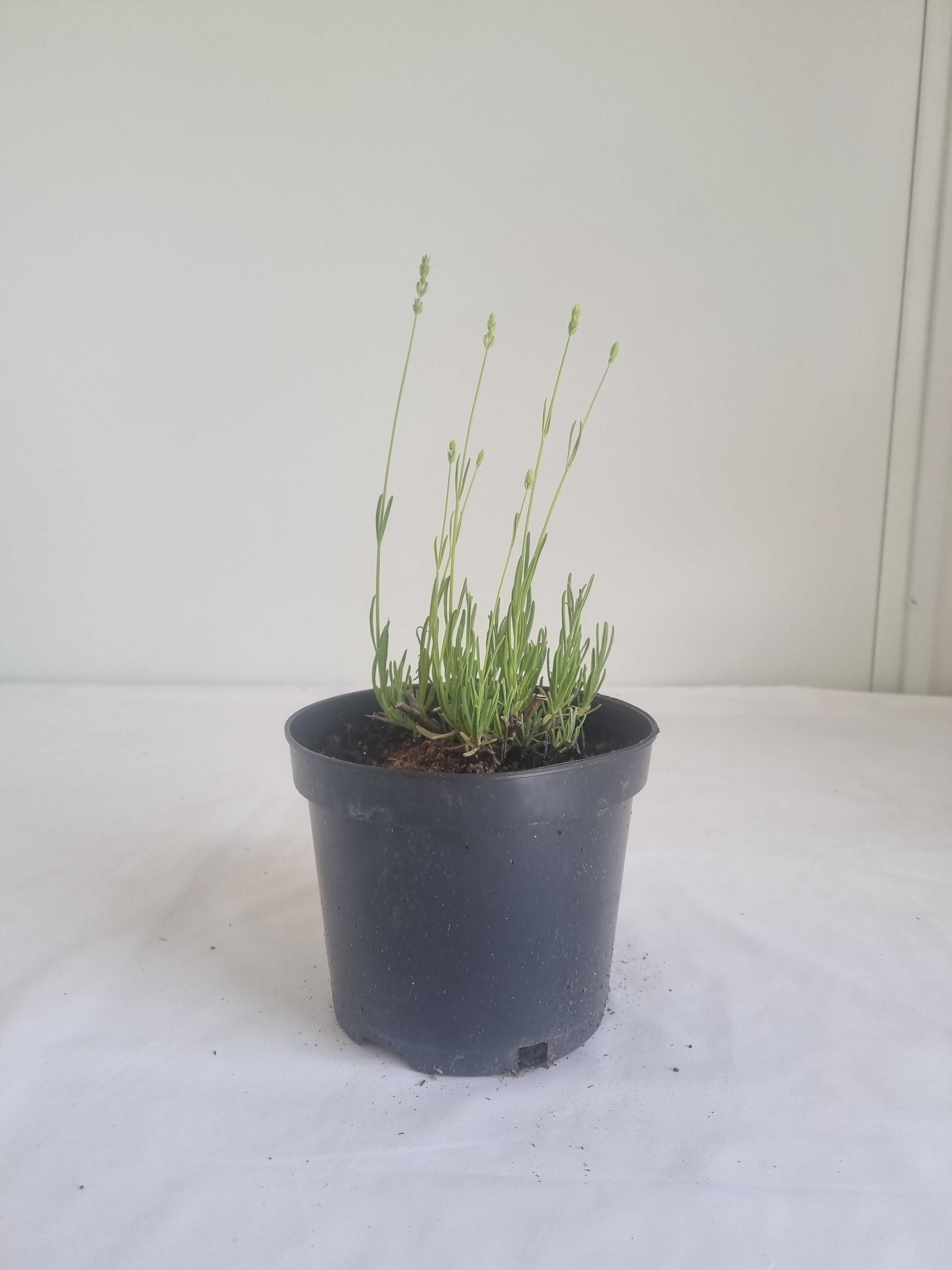 Lawenda Edelweiss Biała – Lawenda Pośrednia, Kwiaty Pachnące, 2L