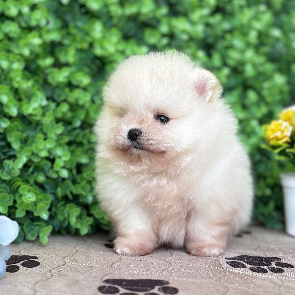 ляльковий Ведмедик шок классу