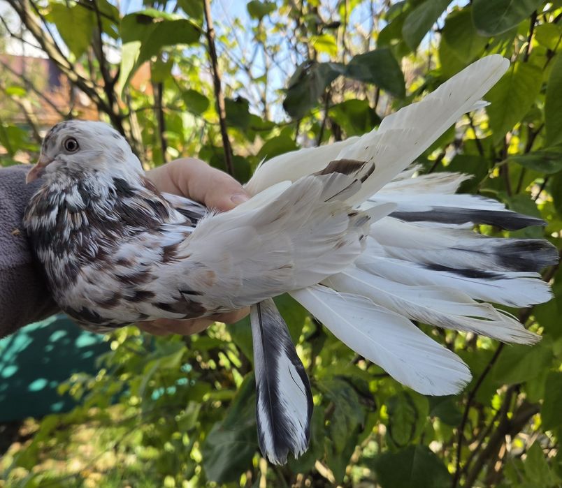 Mikołajewskie samce 2025