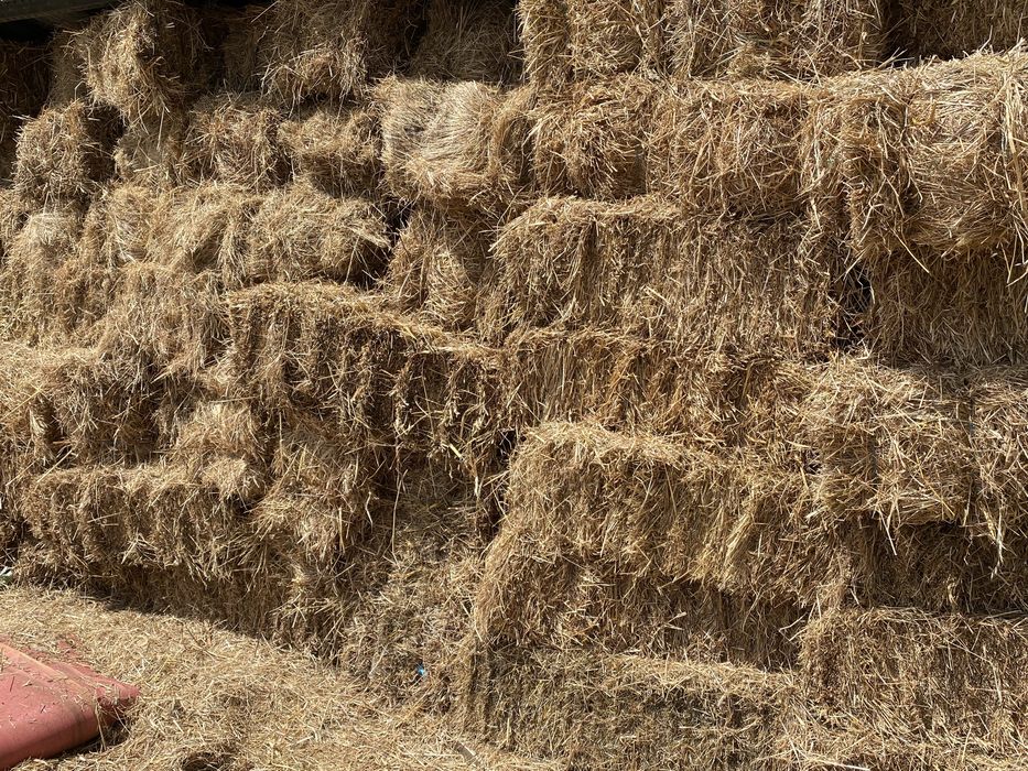 Vendo fardos de palha 2025