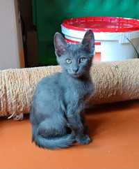 Маленький серый голубой котенок-девочка ищет дом! Отдам в хорошие руки