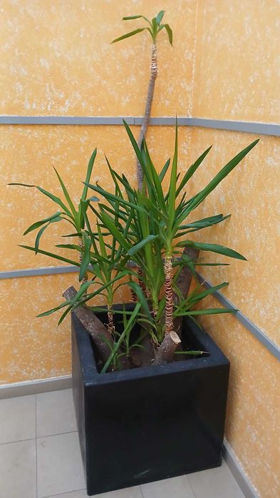 Planta grande Yucca com vaso grande