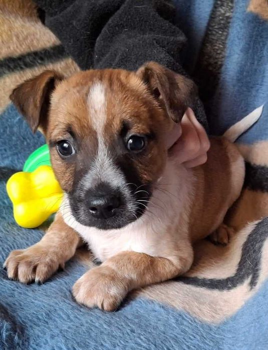 Szczeniaczek Rumcajs szuka domu