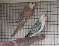 Red rumped linha azul 025