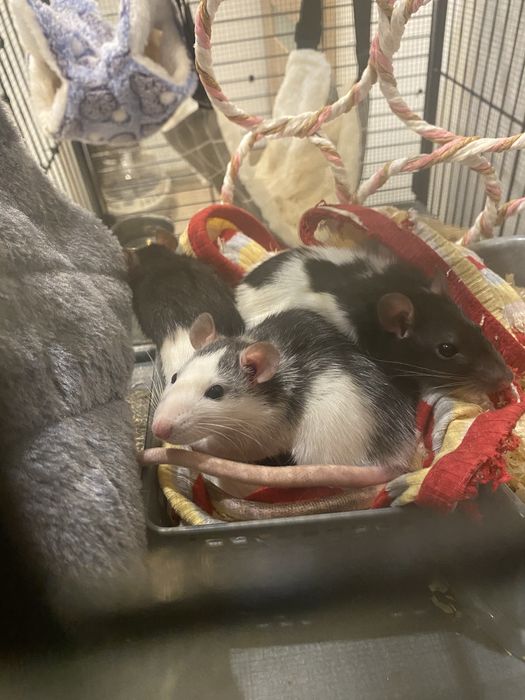 szczury, szczurki, samice