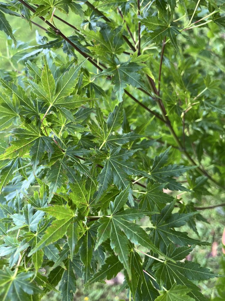 Klon japoński - acer
