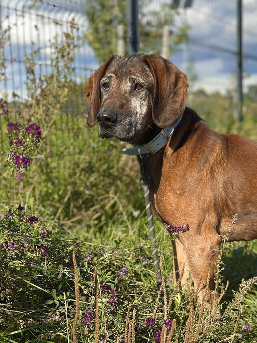 Trio, senior posokowiec bardzo źle znosi Schronisko