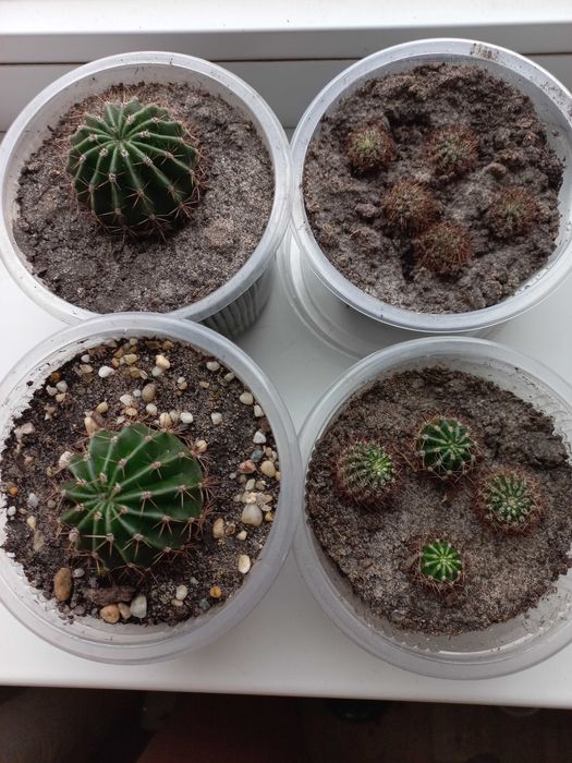 Кактус Эхинопсис, кактус