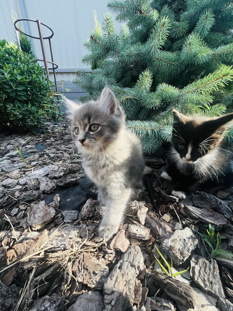 Віддам в добрі руки кошенят