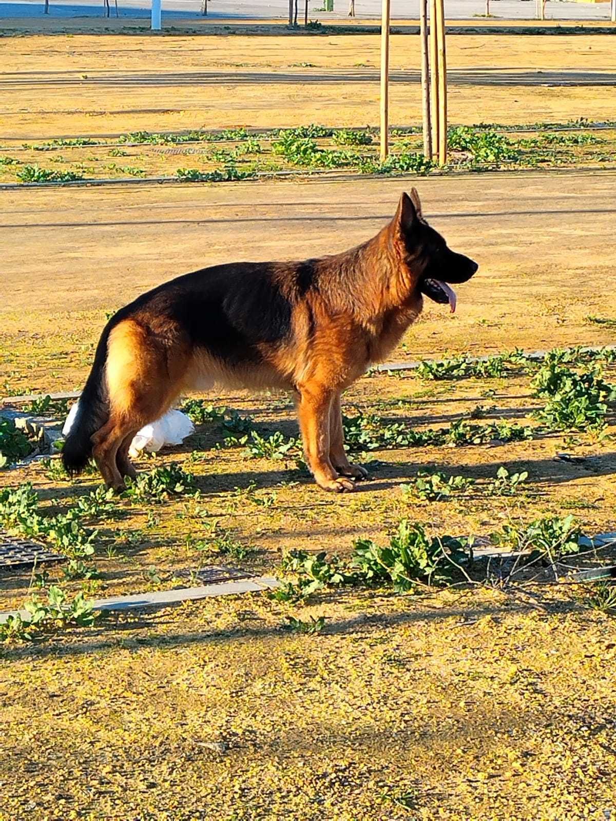 Cachorro Pastor Alemão com pedigree