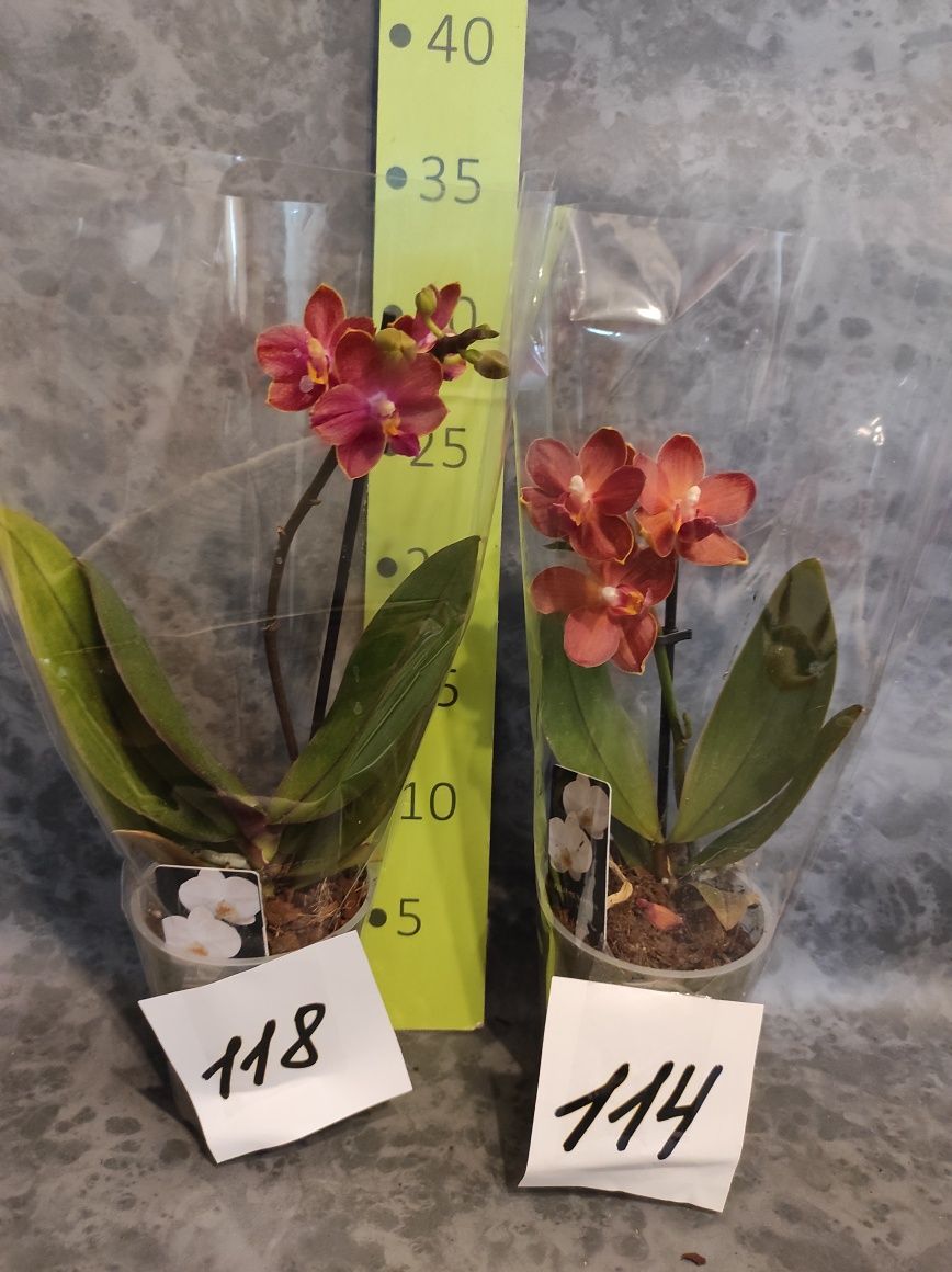 Орхідея на подарунок , фаленопсис, міді, мультифлора