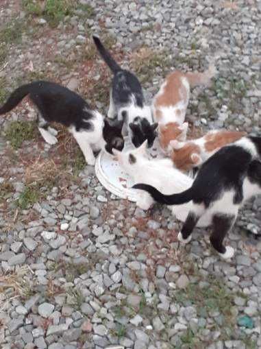 Oddam kotki za darmo.