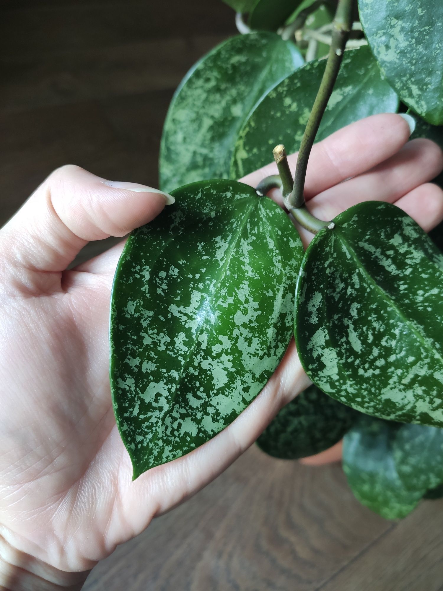 Hoya acuta 997 (stable pink spot splash on cordate leaves)