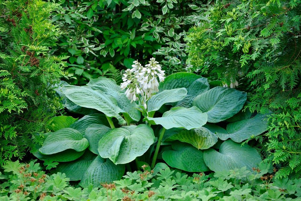 Funkia Hosta 'Blue Angel' Doniczka 3.0L Ogromne niebieskie liście