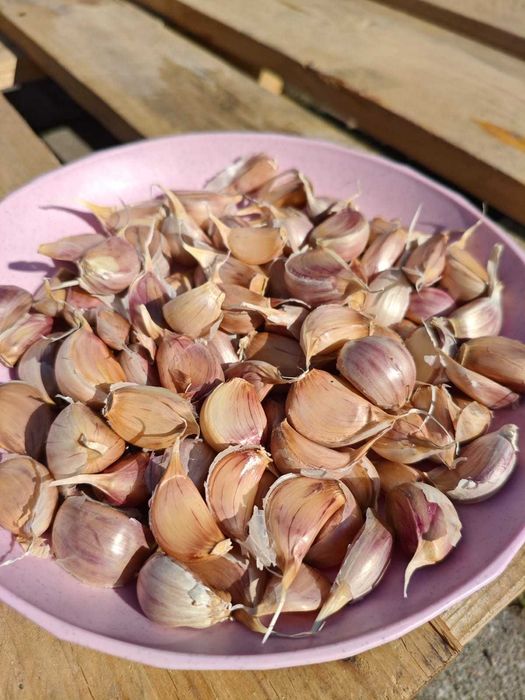 Czosnek do sadzenia Harnaś ząbki