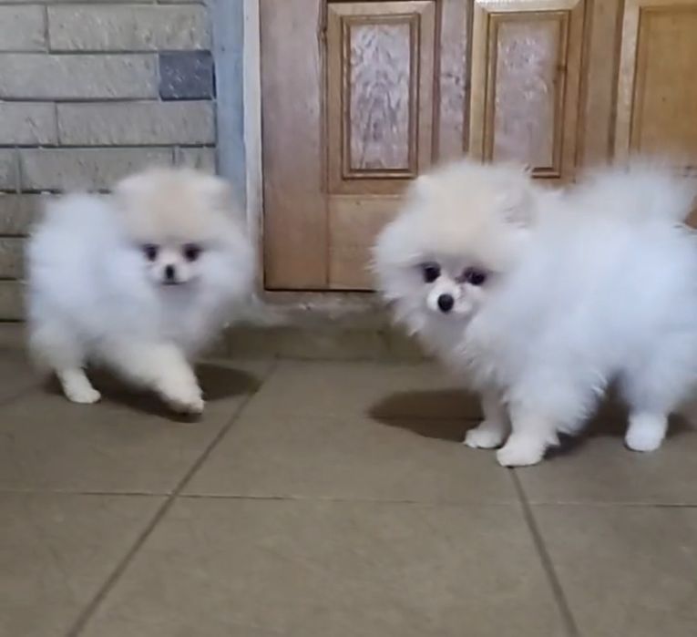 Сестрички шпіцята