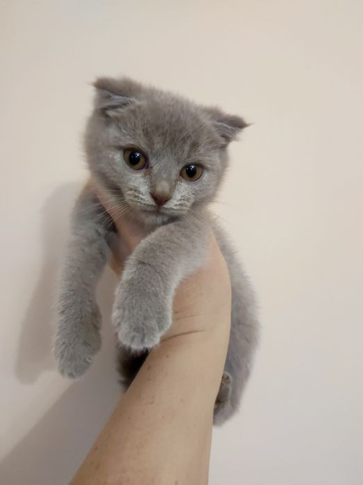 Кошеня, коти висловухі, 3 міс