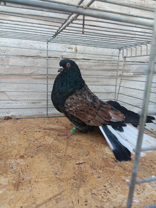 Gołębie mikołajewskie kirowogradzkie