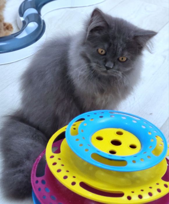 Szkocki kocurek już do odbioru WCF