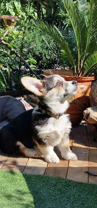 Вельш Корги щенки