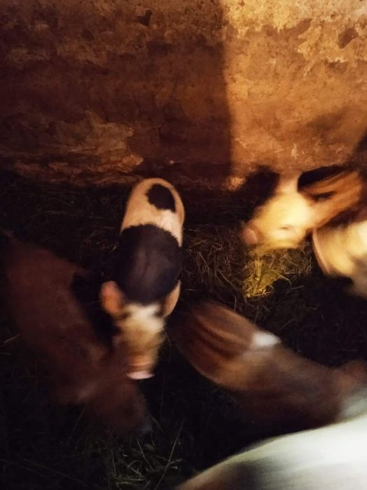 Вєтнамські поросята