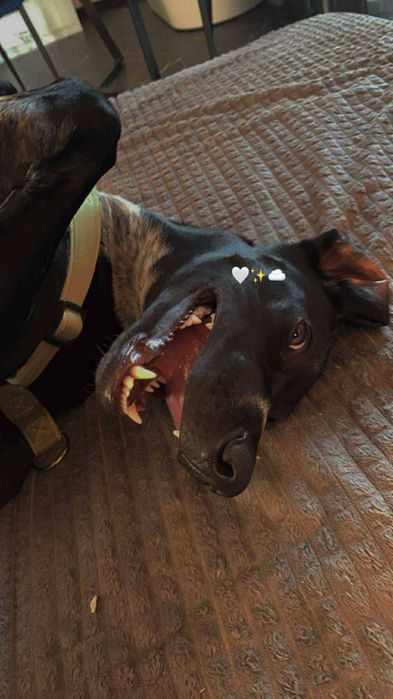 PRADA szuka nowego domu