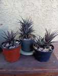 Хавортія смугаста Haworthia Хавортия полосатая Сукулент