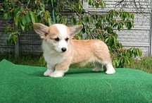 Welsh Corgi Pembroke