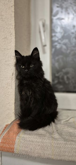 Отдам в добрые руки котят Одесса