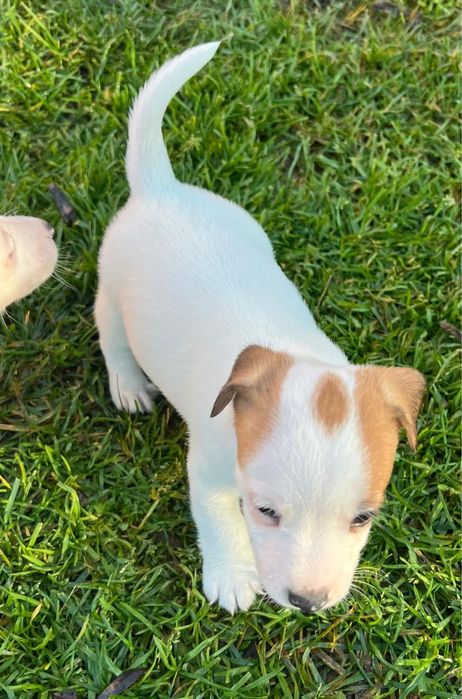 Sprzedam suczkę Jack russell terrier
