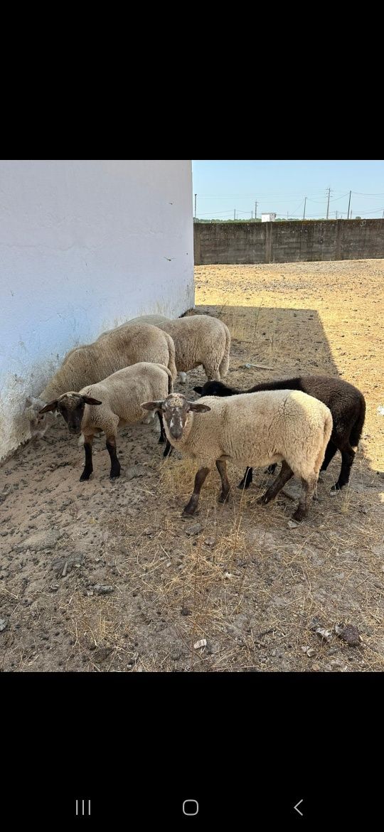 Borregos cruzados de suffolk