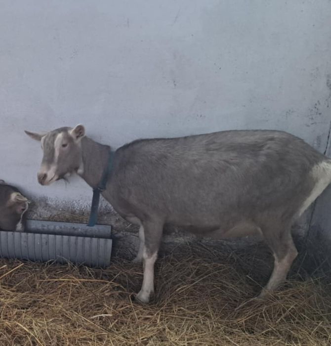 Koza British toggenburg