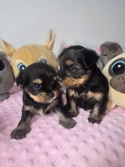 Śliczna sunia Yorkshire Terrier