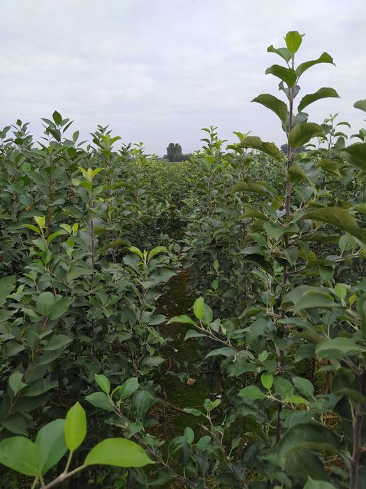 Drzewka  Morele, Jabłonie bezparchowr