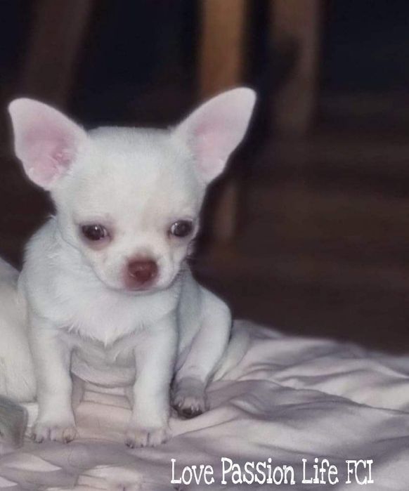 Biała suczka Chihuahua z prawdziwym rodowodem ZKwP/FCI