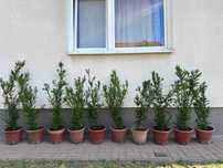 Cis pośredni Straight Hedge