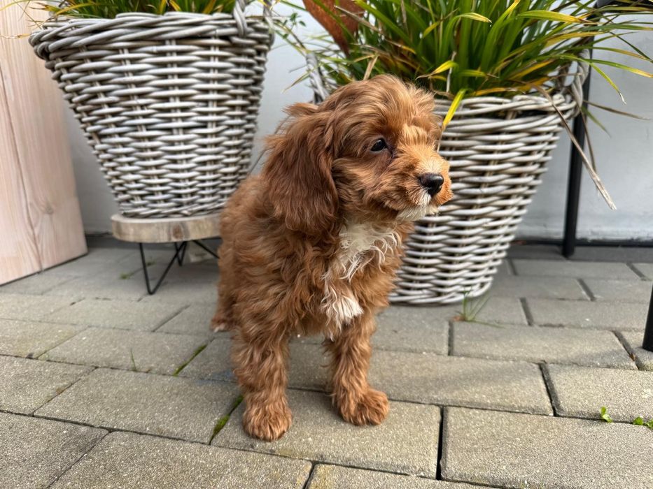 cavapoo szczeniak