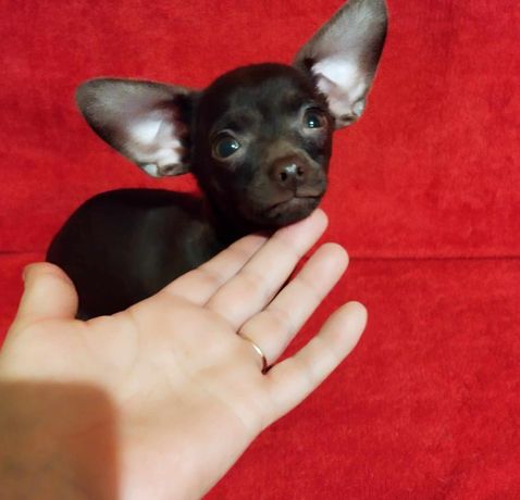 Chihuahua miniatura piesek