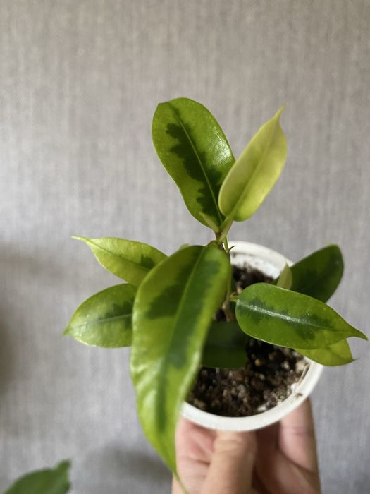 Фікус Наталі варієгатний