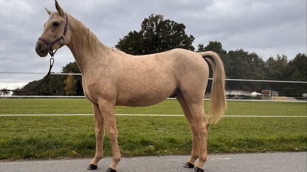 Quarab palomino wałach