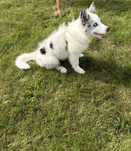 Pies border collie szuka najlepszego domu